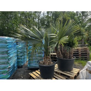Palma trpasličia (Sabal Minor) - výška kmeňa 30-40 cm,  celková výška 120-140 cm (-20°C)